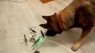 DOG VS DRON3