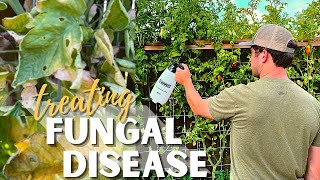 TOMATO BLACK SPOT: How to Treat Fungal Disease in your Garden Using Neem Oil // ALL NATURAL REMEDY