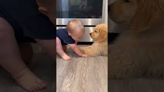 Cute Baby 🥰 | Baby Pet Bonding | #shorts #cutebaby #babyshorts