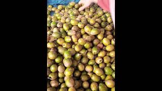 Manfaat buah Matoa bisa mencegah penuaan dini #manfaat #buahmatoa #fypシ゚viral