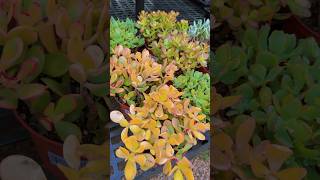 Beautiful Jade Plants #shorts #viral #shortsfeed #shortsviral #shortvideo #trending #succulents