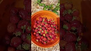 Strawberry 🍓 Picking In Indian River July 2024