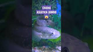 CHANA BESAR #fish #fishaquarium #predatorfish #fishing #snakeheadfish #cat #lol #shorts