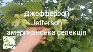 Джефферсон Jefferson попередній огляд закладки врожаю сезон 2023р.