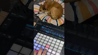 808 EDM Tune | LaunchPad | Dog Reacts