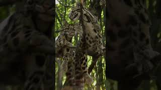 LEOPARDO NUBLADO #shorts #curiosidades #youtubeshorts #shortsfeed #shortvideo #shortsyoutube #short