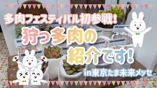 多肉フェスティバルに行ってきました！【狩っ多肉の紹介です】