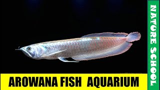 arowana fish tank | beautiful arowana fish aquarium || nature school