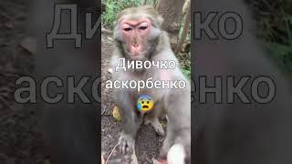 Клутой пон🙉...#путін #омерика #бровлсторс #врек #мемнимонки #монке #пон #тудоо #забибизян #брад #рап