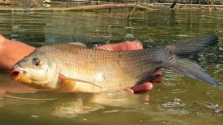 Most Popular Fishing videos | Best Net fishing | catch lots of Big Fish with village Pond | Cast net