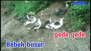 Rutinitas di pagi hari beri makan hewan ternak bebek ayam di belakang rumah!! Hidup di desa