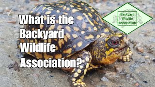 Welcome To The Backyard Wildlife Association!