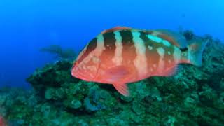 Scuba Diving "Pirate's Cove" in Roatán, Honduras in 360°! November 2022