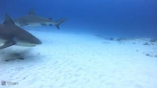 Diving with 8 Bullsharks