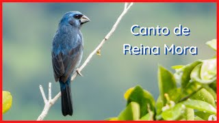 CANTO de REINA MORA (10 Minutos) 🐦🎶🔊