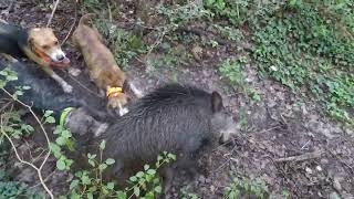 cinghiale con i cani molto vicino.... #wildboar, #hunting, #caccia, #chasseausanglier