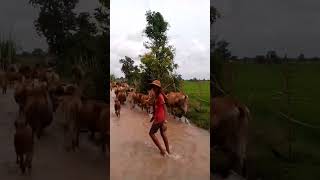 ក្មេងស្រុកស្រែឃ្វាលគោ​ [ Video Farm boy herding cows]