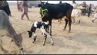 milk produce Faresion cow cattle market video