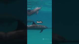 Dolphins' Secret Superpower  Echolocatio