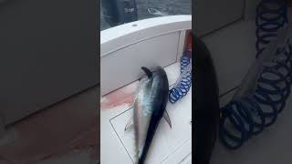 #fishing #fish #tunafishing #tuna #bluefintuna #fishingvideo #fishinglife #mahi #bunker #bait #bass