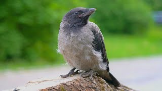 Tense Little Hooded Crow Fledgling Standing on a Tree Stump [4K]