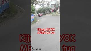 kijang kotak atau doyok menolak tua #shorts #shortvideo #shortsvideo #short