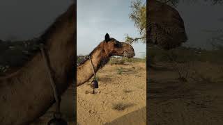 Camel Crunch: Unexpected Desert Diner with Bone