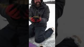 Young boy reacts to first perch #shorts #perch #icefishing