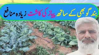 How grow multiple crop | مخلوط فصل کی کاشت | how grow cabbage and onion