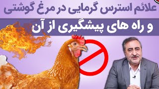 علائم استرس گرمایی در مرغ گوشتی و راه های پیشگیری از ان