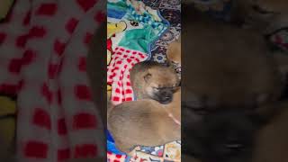 super cute puppies 25 days. 11/11 thanks for watching.