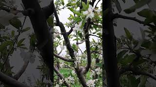 KASHMIR | Apple Orchards | Apple Gardens