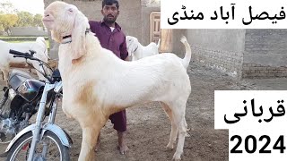 Faisalabad Bakra Mandi  New Update big size breeder bakre sab se badhe saste bakre [haider tv vlog]