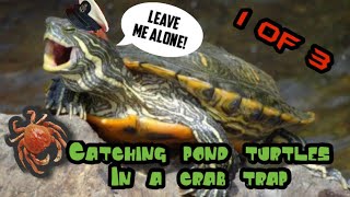 Catching pond turtles in a crab trap 1 of 3