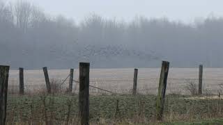 Starling Murmurations: Hundreds of Starlings Fly Over Turkeys and Corn Field on Foggy Evening