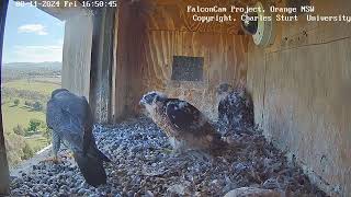 FalconCam Project 08.11.2024 16:43