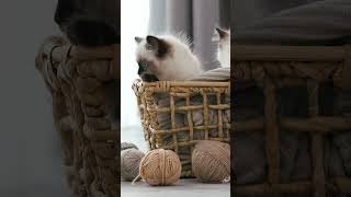 Endless Snuggles & Mischief: Ragdoll Cat! |Paws on the Planet