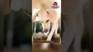 PERROS que Descubrieron COSAS INCREIBLES PT2 #shorts #viral