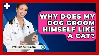 Why Does My Dog Groom Himself Like a Cat? - PetGuide360.com