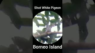 Shot White Pigeon Borneo Island