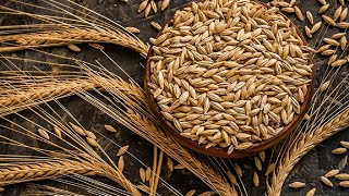 How Barley Is Grown ?