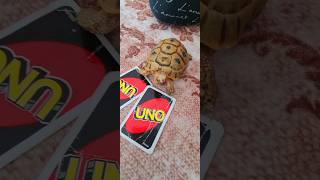 UNO Champ? You won't believe this tortoise's mad skills! #shorts