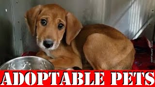 Lawton Animal Welfare's Weekly Adoptable PETS Video,  18 FEB 2020