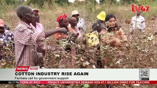 Farmers are encouraged to grow cotton