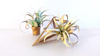 Make your own Air Plant and Planter!