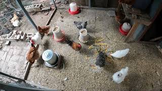 Chickens In The Coop Overhead View Fun Relaxing Chicken Video! Hens Roosters!