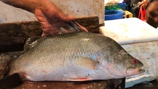 Expert Cutting Skills- Big Bhetki Fish Cutting Skills By Bangladeshi Skilled Fish Cutter