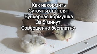 Как сделать бункерную кормушку для цыплят совершенно бесплатный способ за 5 минут