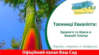 Таємниці Евкаліпта: Здоров'я та Краса в Кожній Гілочці. Ваш сад