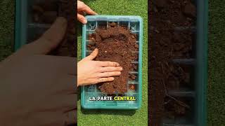 cómo hacer el mejor semillero para tus plantas